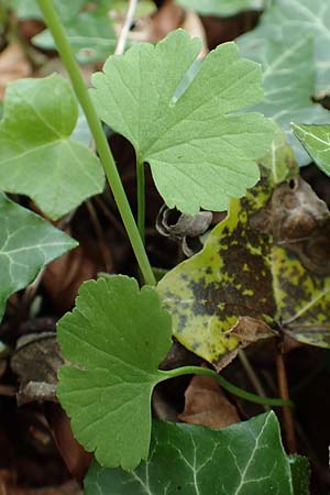 Ranunculus abyssus \ H&ouml;llen-Gold-Hahnenfu� / Hell Goldilocks, D Wincheringen-S&ouml;st 22.4.2017