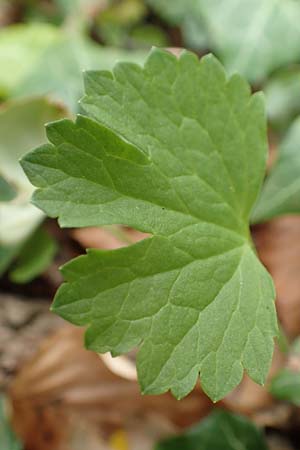 Ranunculus abyssus \ H&ouml;llen-Gold-Hahnenfu� / Hell Goldilocks, D Wincheringen-S&ouml;st 22.4.2017