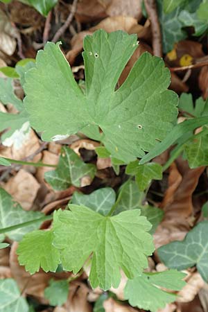 Ranunculus abyssus \ H&ouml;llen-Gold-Hahnenfu� / Hell Goldilocks, D Wincheringen-S&ouml;st 22.4.2017