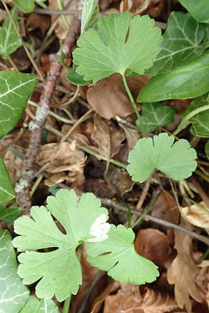Ranunculus abyssus \ H&ouml;llen-Gold-Hahnenfu� / Hell Goldilocks, D Wincheringen-S&ouml;st 22.4.2017