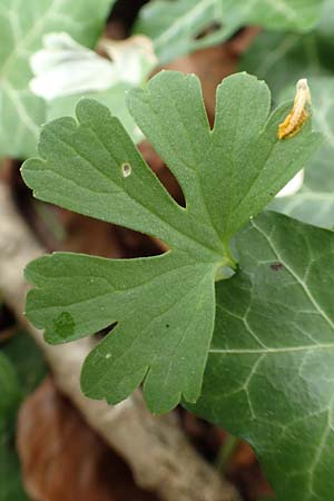Ranunculus abyssus \ H&ouml;llen-Gold-Hahnenfu� / Hell Goldilocks, D Wincheringen-S&ouml;st 22.4.2017