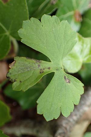Ranunculus abyssus \ H&ouml;llen-Gold-Hahnenfu� / Hell Goldilocks, D Wincheringen-S&ouml;st 22.4.2017