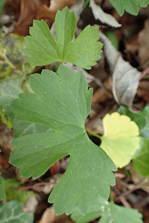 Ranunculus abyssus \ H&ouml;llen-Gold-Hahnenfu� / Hell Goldilocks, D Wincheringen-S&ouml;st 22.4.2017
