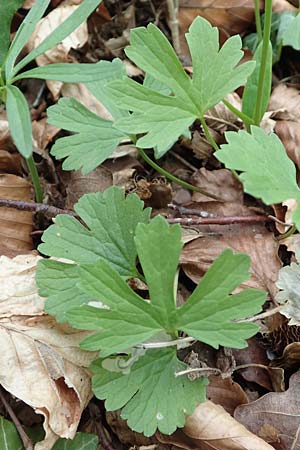 Ranunculus abyssus \ H&ouml;llen-Gold-Hahnenfu� / Hell Goldilocks, D Wincheringen-S&ouml;st 22.4.2017