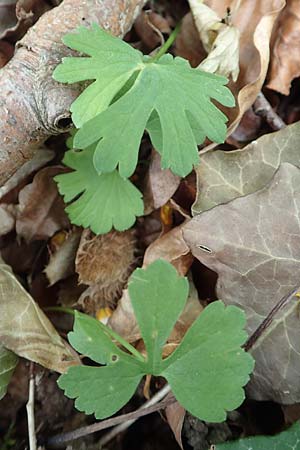 Ranunculus abyssus \ H&ouml;llen-Gold-Hahnenfu� / Hell Goldilocks, D Wincheringen-S&ouml;st 22.4.2017