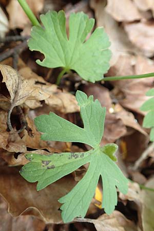 Ranunculus abyssus \ H&ouml;llen-Gold-Hahnenfu� / Hell Goldilocks, D Wincheringen-S&ouml;st 22.4.2017