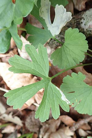 Ranunculus abyssus \ H&ouml;llen-Gold-Hahnenfu� / Hell Goldilocks, D Wincheringen-S&ouml;st 22.4.2017