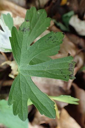 Ranunculus abyssus \ H&ouml;llen-Gold-Hahnenfu� / Hell Goldilocks, D Wincheringen-S&ouml;st 22.4.2017