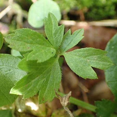 Ranunculus arundinoides \ Angelrutenartiger Gold-Hahnenfu� / False Fishing-Rod Goldilocks, D Korschenbroich-Neersbroich 23.4.2017