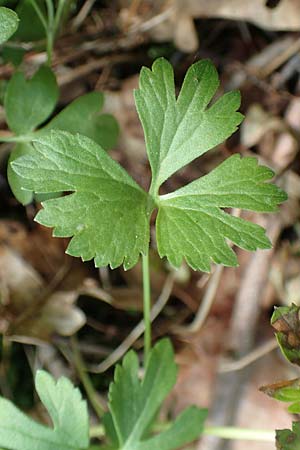 Ranunculus arundinoides \ Angelrutenartiger Gold-Hahnenfu� / False Fishing-Rod Goldilocks, D Korschenbroich-Neersbroich 23.4.2017