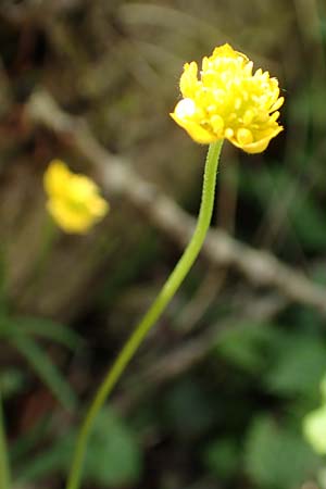Ranunculus arundinoides \ Angelrutenartiger Gold-Hahnenfu� / False Fishing-Rod Goldilocks, D Korschenbroich-Neersbroich 23.4.2017