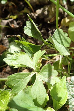 Ranunculus arundinoides \ Angelrutenartiger Gold-Hahnenfu� / False Fishing-Rod Goldilocks, D Korschenbroich-Neersbroich 23.4.2017