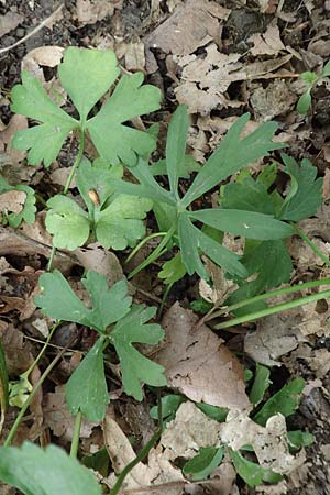 Ranunculus arundo \ Angelruten-Gold-Hahnenfu� / Fishing-Rod Goldilocks, D Wachtberg-Berkum 23.4.2017