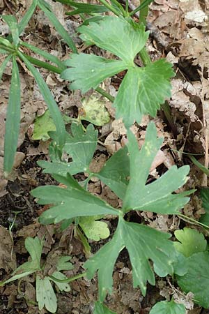 Ranunculus arundo \ Angelruten-Gold-Hahnenfu� / Fishing-Rod Goldilocks, D Wachtberg-Berkum 23.4.2017