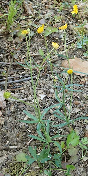 Ranunculus arundo \ Angelruten-Gold-Hahnenfu� / Fishing-Rod Goldilocks, D Nettersheim-Holzm&uuml;lheim 23.4.2017