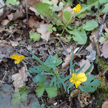 Ranunculus arundo \ Angelruten-Gold-Hahnenfu� / Fishing-Rod Goldilocks, D Nettersheim-Holzm&uuml;lheim 23.4.2017
