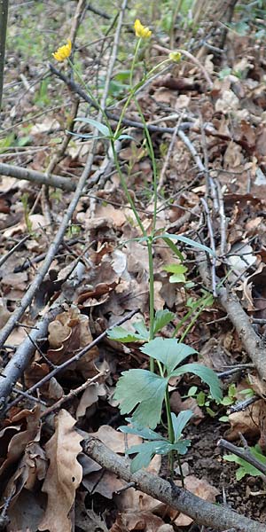 Ranunculus arundo \ Angelruten-Gold-Hahnenfu� / Fishing-Rod Goldilocks, D Nettersheim-Holzm&uuml;lheim 23.4.2017