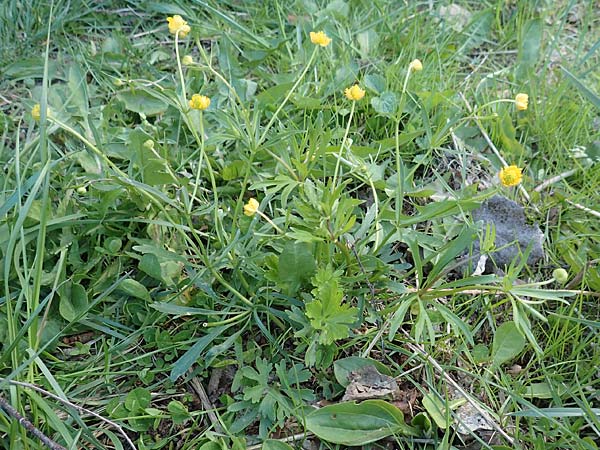 Ranunculus arundo \ Angelruten-Gold-Hahnenfu� / Fishing-Rod Goldilocks, D Nettersheim-Holzm&uuml;lheim 23.4.2017