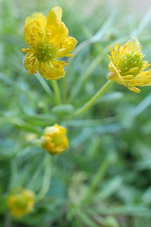 Ranunculus arundo \ Angelruten-Gold-Hahnenfu� / Fishing-Rod Goldilocks, D Nettersheim-Holzm&uuml;lheim 23.4.2017