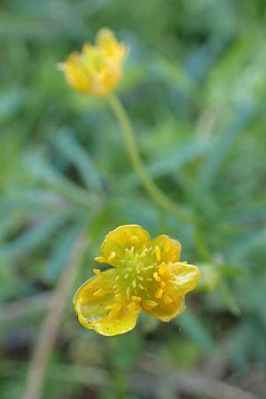 Ranunculus arundo \ Angelruten-Gold-Hahnenfu� / Fishing-Rod Goldilocks, D Nettersheim-Holzm&uuml;lheim 23.4.2017