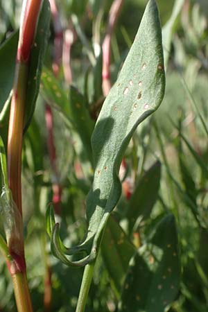 Rumex acetosella \ Kleiner Sauer-Ampfer / Sheep's Sorrel, D Heidelberg 29.4.2017
