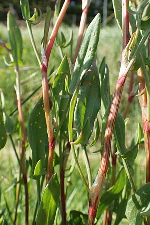 Rumex acetosella \ Kleiner Sauer-Ampfer / Sheep's Sorrel, D Heidelberg 29.4.2017