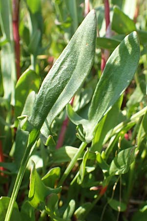Rumex acetosella \ Kleiner Sauer-Ampfer / Sheep's Sorrel, D Heidelberg 29.4.2017