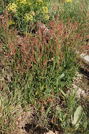 Rumex acetosella \ Kleiner Sauer-Ampfer / Sheep's Sorrel, D Heidelberg 29.4.2017