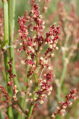 Rumex acetosella \ Kleiner Sauer-Ampfer / Sheep's Sorrel, D Heidelberg 29.4.2017
