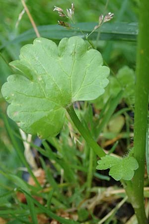 Ranunculus bulbosus \ Knolliger Hahnenfu� / Bulbous Buttercup, D Mannheim 5.5.2017