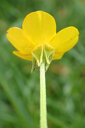 Ranunculus bulbosus \ Knolliger Hahnenfu� / Bulbous Buttercup, D Mannheim 6.5.2017