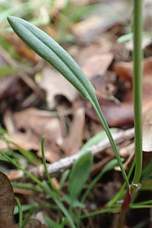 Rumex tenuifolius \ Schmalbl�ttriger Sauer-Ampfer / Narrow-Leaved Sheep's Sorrel, D Viernheim 8.5.2017
