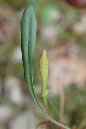 Rumex tenuifolius, Schmalbl&auml;ttriger Sauer-Ampfer