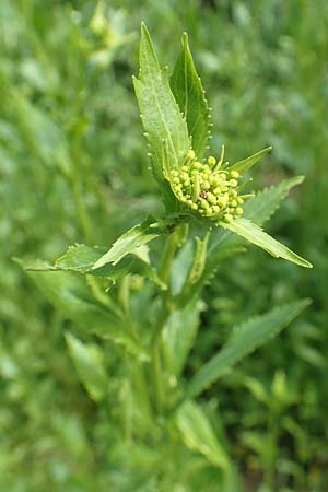 Rorippa austriaca \ �sterreicher Sumpfkresse / Austrian Yellow-Cress, D Erlenbach am Main 20.5.2017