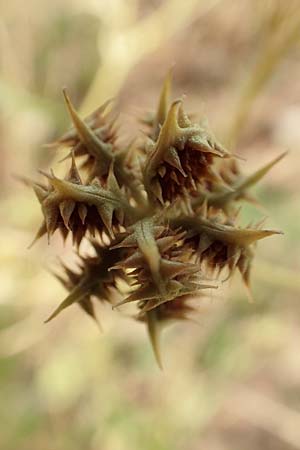 Ranunculus arvensis \ Acker-Hahnenfu� / Corn Buttercup, D L&uuml;tzelbach 24.6.2017