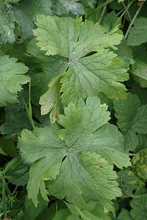 Ranunculus acris subsp. acris \ Scharfer Hahnenfu� / Meadow Buttercup, D Ludwigshafen 13.9.2017