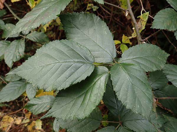 Rubus amiantinus \ Asbestschimmernde Brombeere / Asbestos-Gleaming Bramble, D Heidelberg 13.10.2017