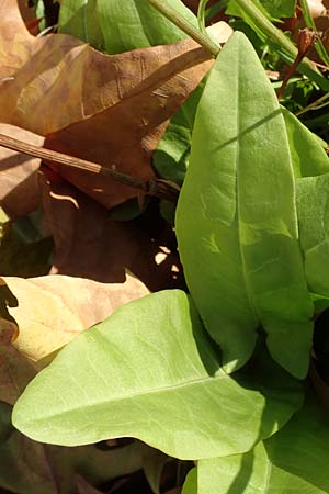 Rumex acetosa \ Gro�er Sauer-Ampfer, Wiesen-Sauer-Ampfer / Common Sorrel, D Berlin 30.10.2017