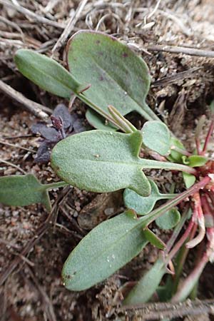 Rumex acetosella \ Kleiner Sauer-Ampfer / Sheep's Sorrel, D St.  Leon 23.3.2018