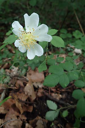 Rosa agrestis ? \ Acker-Rose / Small-Leaved Sweet Briar, D Wiesloch 2.6.2018