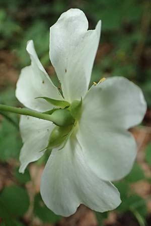 Rosa agrestis ? \ Acker-Rose / Small-Leaved Sweet Briar, D Wiesloch 2.6.2018