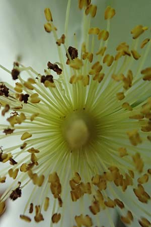 Rosa agrestis ? \ Acker-Rose / Small-Leaved Sweet Briar, D Wiesloch 2.6.2018