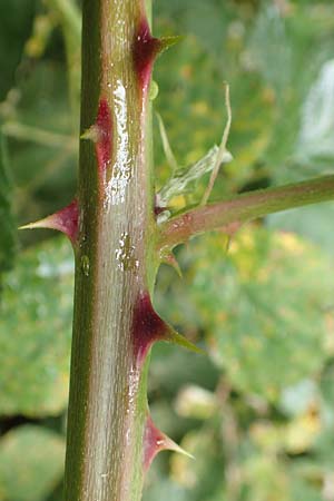 Rubus armeniacus \ Garten-Brombeere, Armenische Brombeere / Armenian Blackberry, Himalayan Blackberry, D Odenwald, M&ouml;rlenbach 5.7.2018