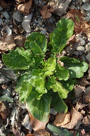 Rorippa amphibia \ Wasser-Kresse / Great Yellow-Cress, D Mannheim 11.10.2018