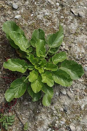 Rorippa amphibia \ Wasser-Kresse / Great Yellow-Cress, D Mannheim 11.10.2018