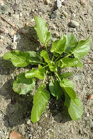 Rorippa amphibia \ Wasser-Kresse / Great Yellow-Cress, D Mannheim 11.10.2018