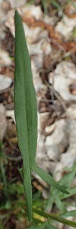 Rumex tenuifolius \ Schmalbl�ttriger Sauer-Ampfer / Narrow-Leaved Sheep's Sorrel, D Mannheim 28.4.2019
