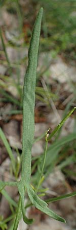 Rumex tenuifolius \ Schmalbl�ttriger Sauer-Ampfer / Narrow-Leaved Sheep's Sorrel, D Mannheim 28.4.2019