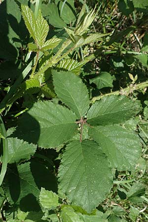 Rubus wirtgenii \ Schmuck-Brombeere, Geschm�ckte Brombeere / Adorned Bramble, D Wolfhagen 15.6.2019