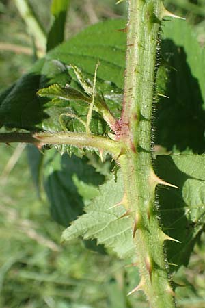 Rubus wirtgenii \ Schmuck-Brombeere, Geschm�ckte Brombeere / Adorned Bramble, D Wolfhagen 15.6.2019